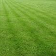 Murawa na stadionie KS Stal Pleszew